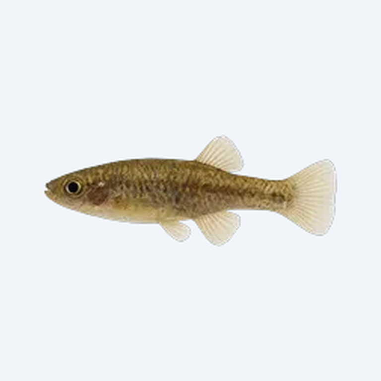 Chapultepec Splitfin (Girardinichthys viviparus) in a planted freshwater aquarium