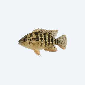 Checkerboard Cichlid (Cichlidae sp.) in a planted freshwater aquarium