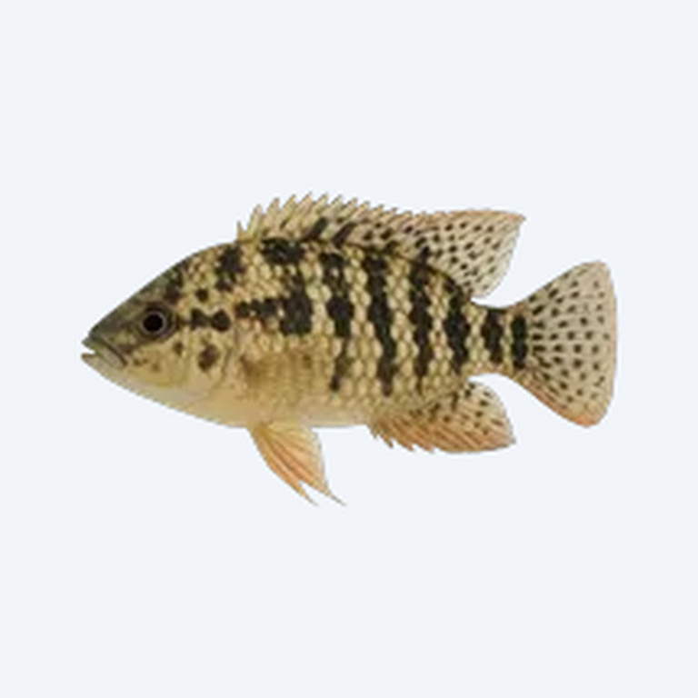 Checkerboard Cichlid (Cichlidae sp.) in a freshwater aquarium