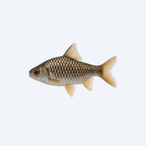 Checkered Barb (Cyprinidae sp.) in a planted freshwater aquarium
