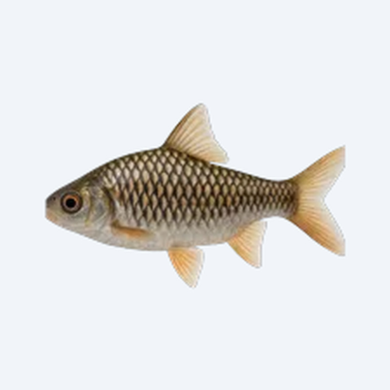 Checkered Barb (Cyprinidae sp.) in a freshwater aquarium