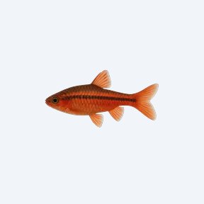 Cherry Barb (Puntius titteya) in a planted freshwater aquarium