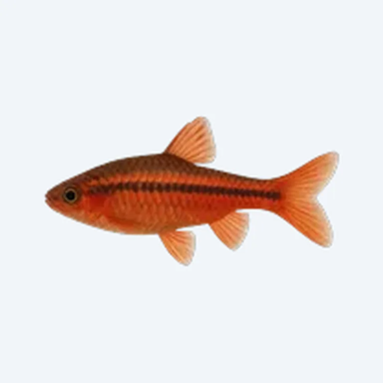 Cherry Barb in aquarium