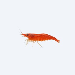 Cherry Shrimp (Neocaridina davidi) in a planted freshwater aquarium