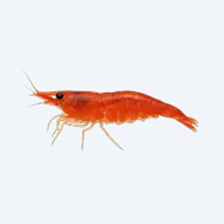 Cherry Shrimp in aquarium