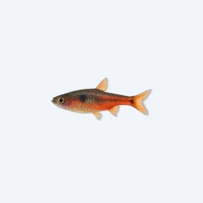 Chili Rasbora (Boraras brigittae) in a planted freshwater aquarium