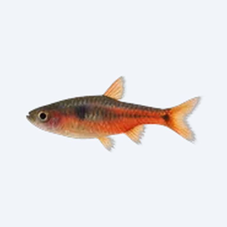 Chili Rasbora (Boraras brigittae) in a planted freshwater aquarium