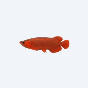 Chili Red Arowana (Scleropages formosus) in a planted freshwater aquarium