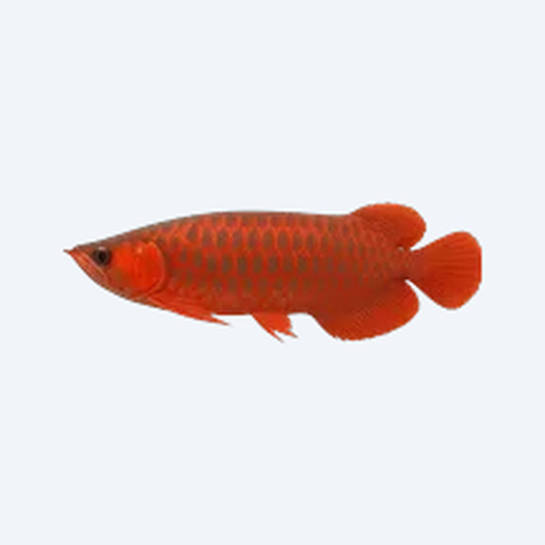 Chili Red Arowana (Scleropages formosus) in a freshwater aquarium
