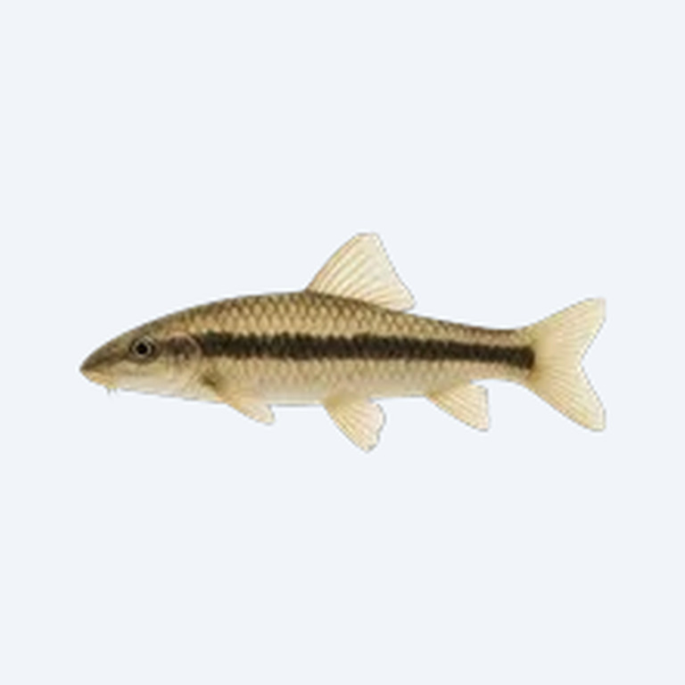 Chinese Algae Eater (Gyrinocheilus aymonieri) in a freshwater aquarium