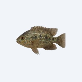 Chipokee Cichlid (Cichlidae sp.) in a planted freshwater aquarium