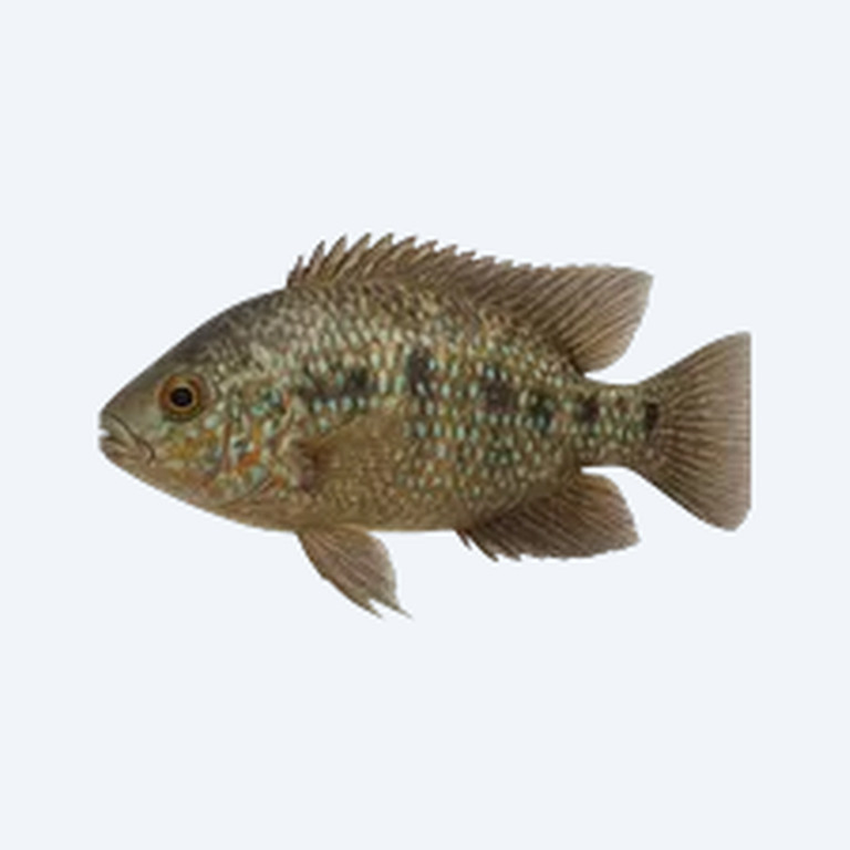 Chipokee Cichlid (Cichlidae sp.) in a freshwater aquarium