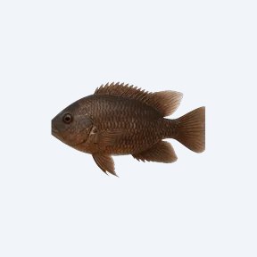 Chocolate Cichlid (Cichlidae sp.) in a planted freshwater aquarium