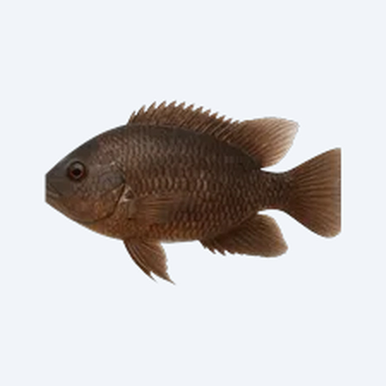 Chocolate Cichlid (Cichlidae sp.) in a freshwater aquarium