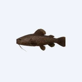 Chocolate Frogmouth Catfish (Siluriformes sp.) in a planted freshwater aquarium