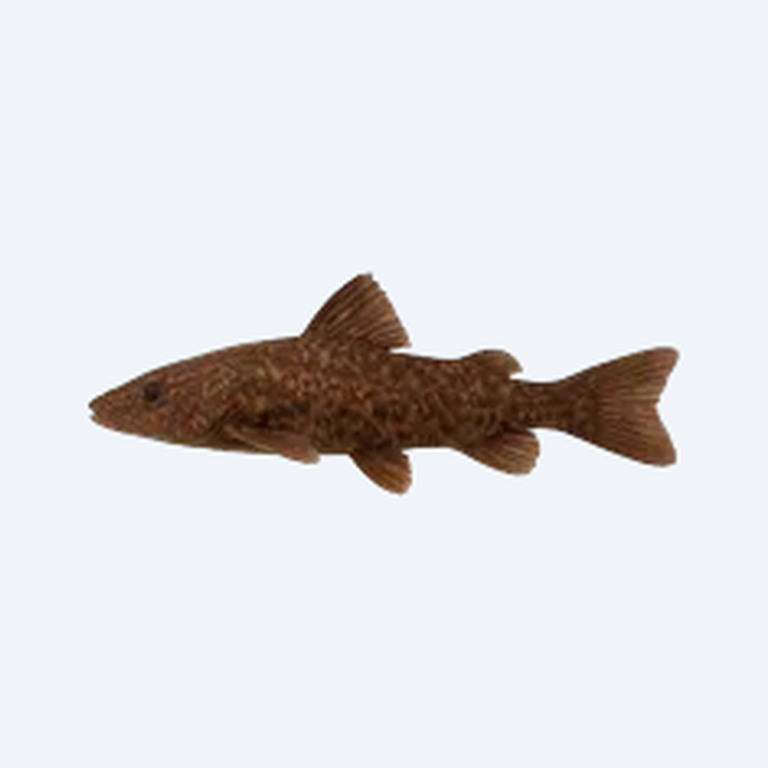 Chocolate Frogmouth Catfish (Siluriformes sp.) in a freshwater aquarium