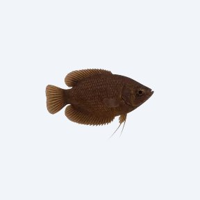 Chocolate Gourami (Sphaerichthys osphromenoides) in a planted freshwater aquarium