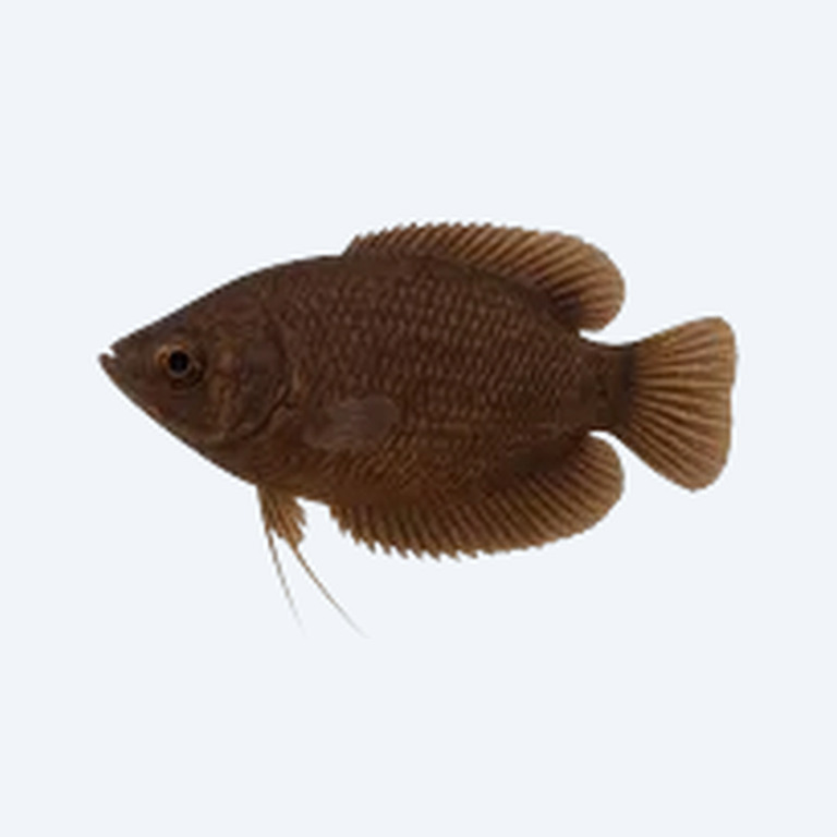 Chocolate Gourami (Sphaerichthys osphromenoides) in a freshwater aquarium