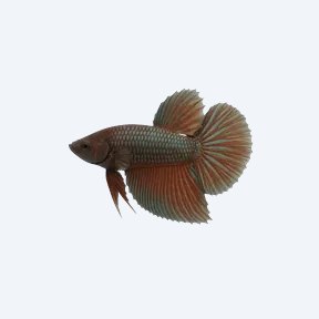Chukai Betta (Betta sp.) in a planted freshwater aquarium