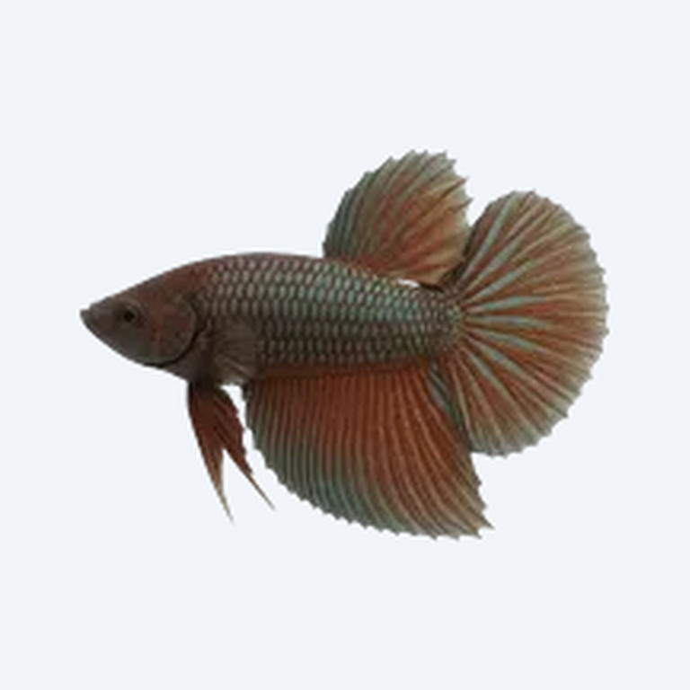 Chukai Betta (Betta sp.) in a planted freshwater aquarium