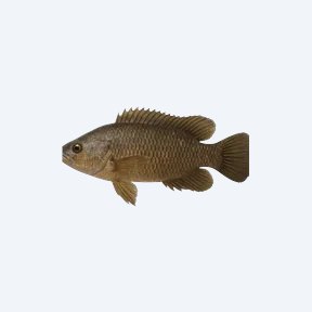 Climbing Perch (Anabas testudineus) in a planted freshwater aquarium