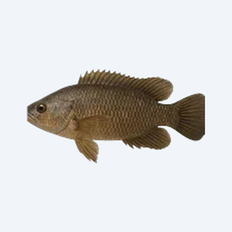 Climbing Perch (Anabas testudineus) in a planted freshwater aquarium