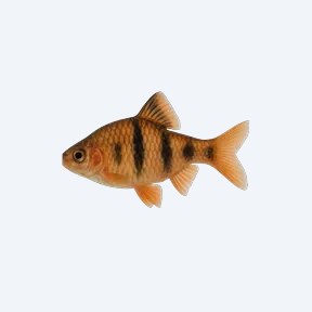 Clown Barb (Cyprinidae sp.) in a planted freshwater aquarium