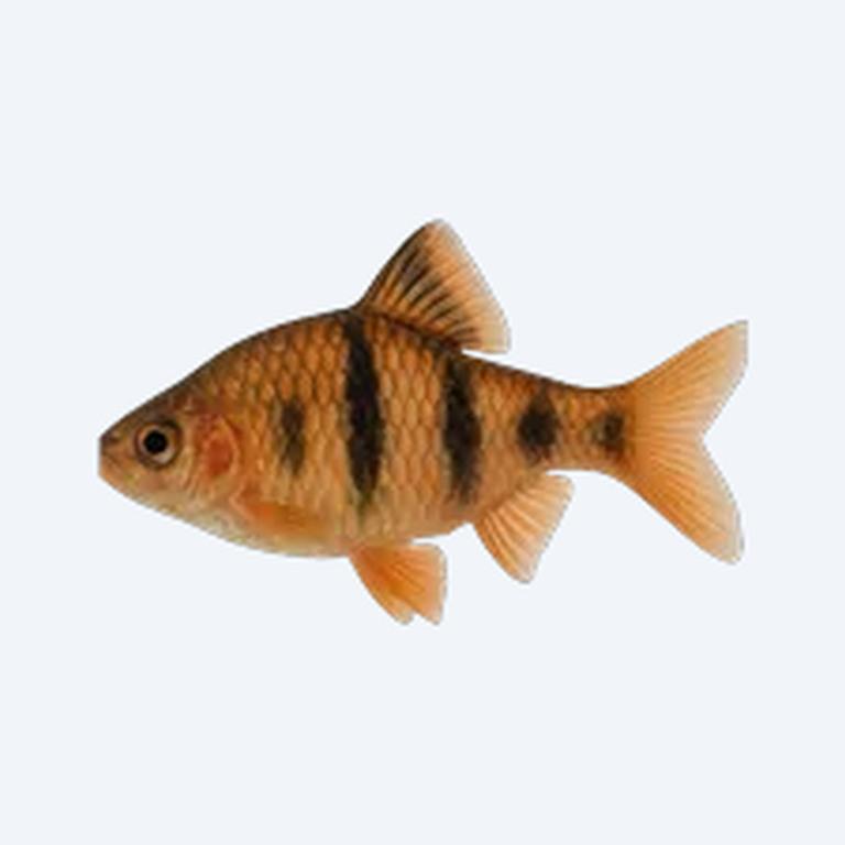Clown Barb (Cyprinidae sp.) in a freshwater aquarium