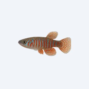 Clown Killifish (Epiplatys annulatus) in a planted freshwater aquarium
