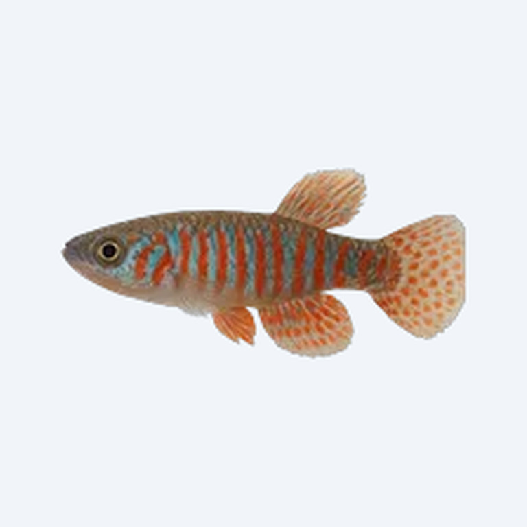 Clown Killifish (Epiplatys annulatus) in a freshwater aquarium