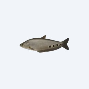 Clown Knifefish (Chitala ornata) in a planted freshwater aquarium