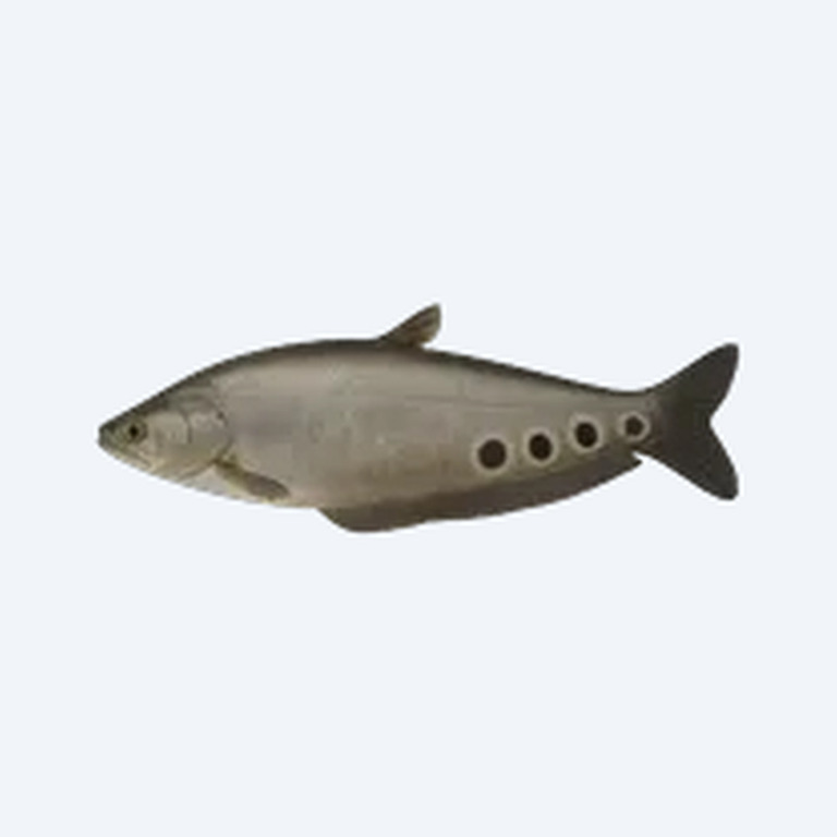 Clown Knifefish (Chitala ornata) in a planted freshwater aquarium