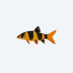 Clown Loach (Chromobotia macracanthus) in a planted freshwater aquarium