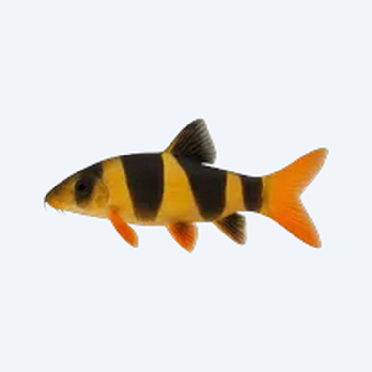 Clown Loach (Chromobotia macracanthus) in a planted freshwater aquarium