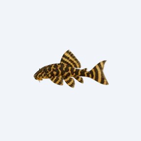 Clown Pleco (L104) (Panaqolus maccus) in a planted freshwater aquarium