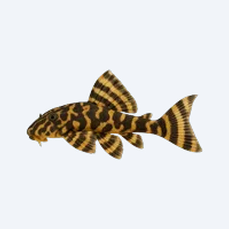 Clown Pleco (L104) (Panaqolus maccus) in a freshwater aquarium