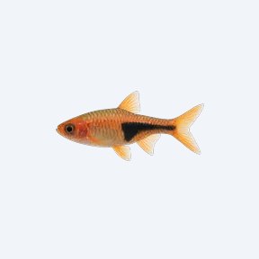 Clown Rasbora (Rasbora sp.) in a planted freshwater aquarium