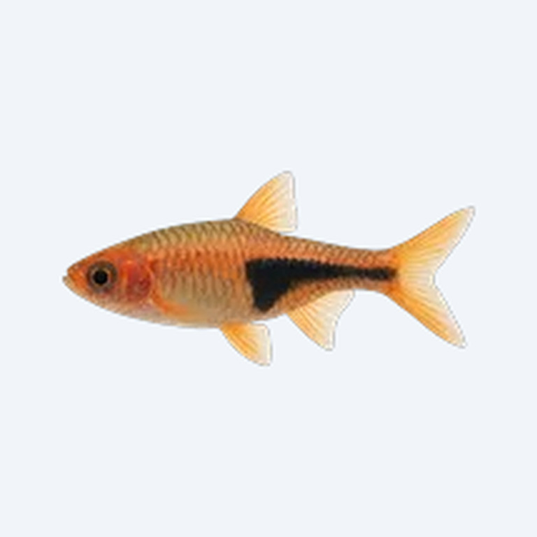 Clown Rasbora (Rasbora sp.) in a freshwater aquarium