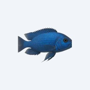 Cobalt Blue Cichlid (Cichlidae sp.) in a planted freshwater aquarium