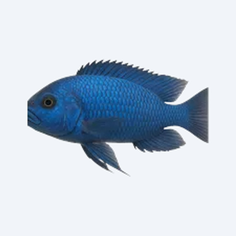Cobalt Blue Cichlid (Cichlidae sp.) in a freshwater aquarium