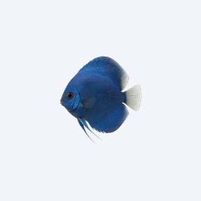 Cobalt Blue Discus (Symphysodon aequifasciatus) in a planted freshwater aquarium
