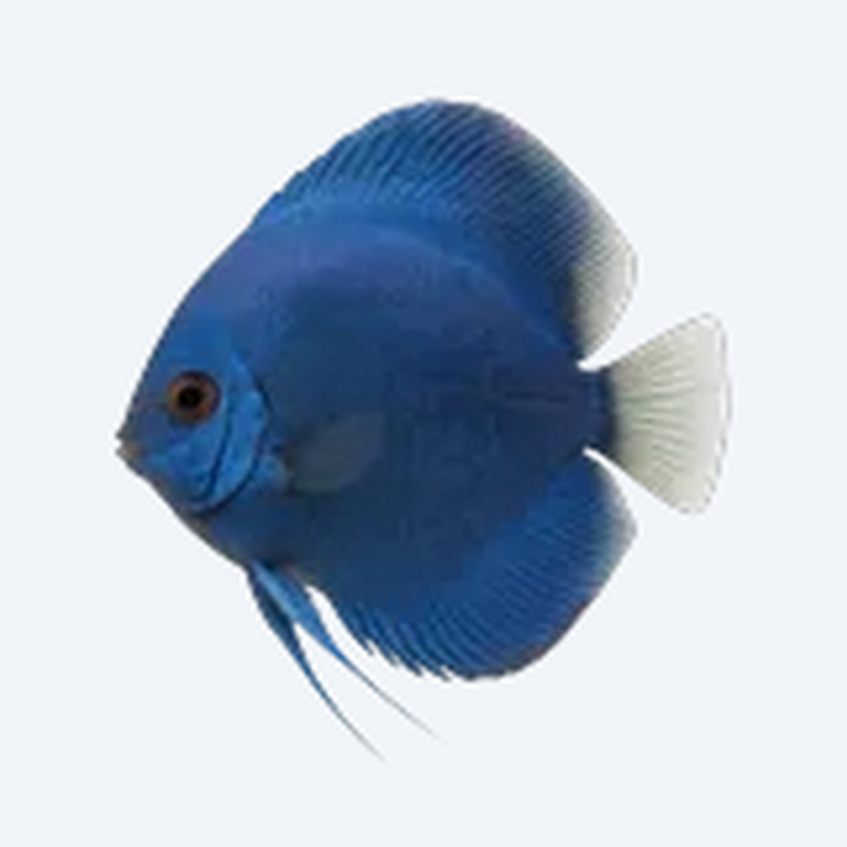 Cobalt Blue Discus (Symphysodon aequifasciatus) in a freshwater aquarium
