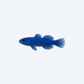 Cobalt Blue Goby (Gobiiformes sp.) in a planted freshwater aquarium