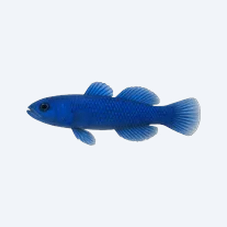 Cobalt Blue Goby (Gobiiformes sp.) in a planted freshwater aquarium