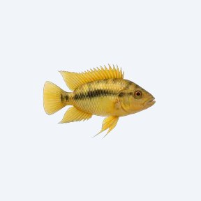 Cockatoo Cichlid (Cichlidae sp.) in a planted freshwater aquarium