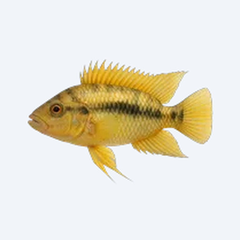 Cockatoo Cichlid (Cichlidae sp.) in a freshwater aquarium