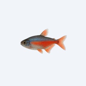 Colombian Red and Blue Tetra (Hyphessobrycon columbianus) in a planted freshwater aquarium