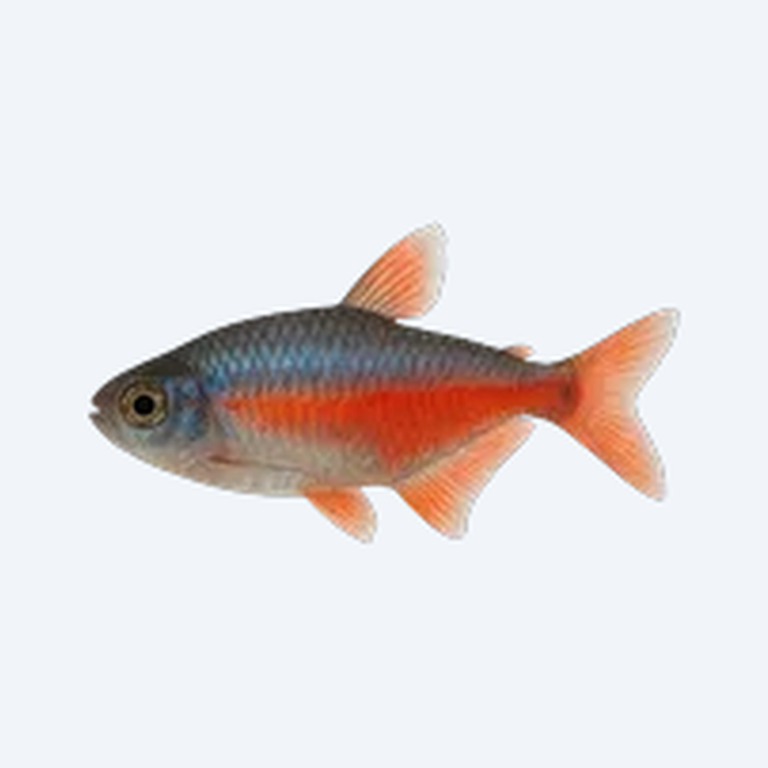 Colombian Red and Blue Tetra (Hyphessobrycon columbianus) in a freshwater aquarium