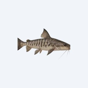 Colombian Shark Catfish (Siluriformes sp.) in a planted freshwater aquarium