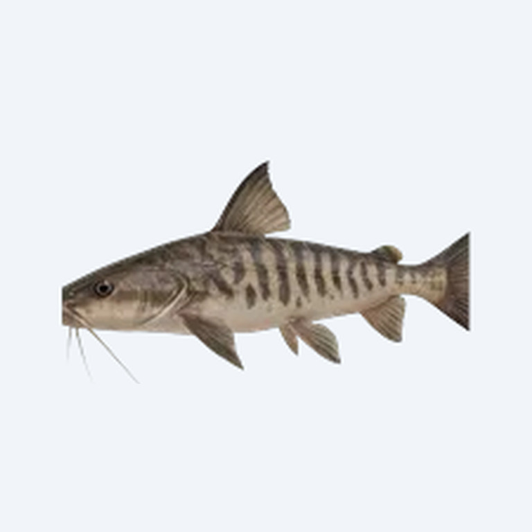 Colombian Shark Catfish (Siluriformes sp.) in a freshwater aquarium